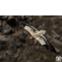 گونه کرکس مصری Egyptian Vulture